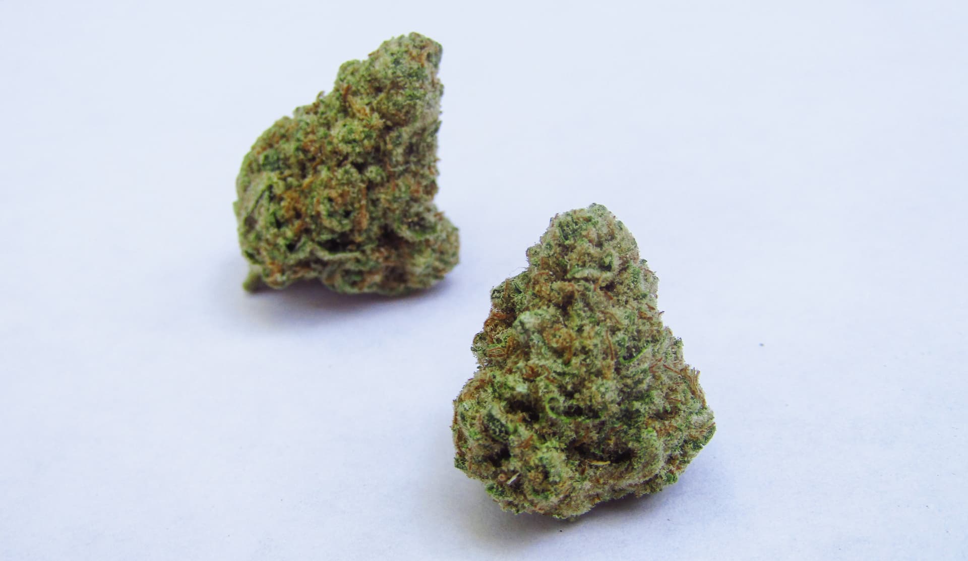 CBD Blüten kaufen – Jetzt CBD Blüten Bestellen und Qualität Erleben