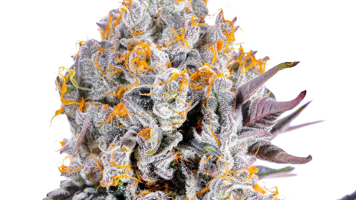 CBD Blüten auf Rechnung kaufen – Flexible Zahlungsmöglichkeiten nutzen
