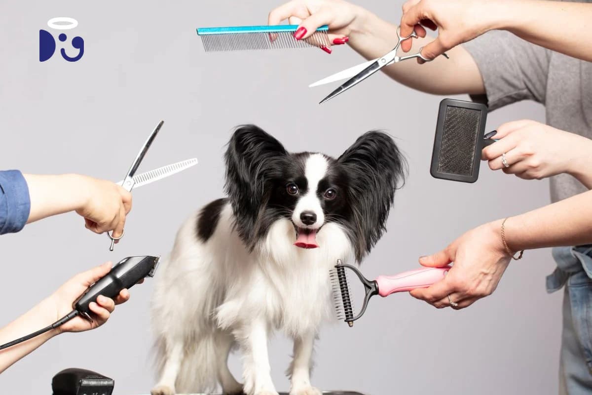 Hundesalon Berlin mit Einblick: Erlebe den GroomRoom live durch das transparente Schaufenster