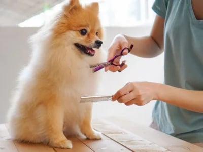 Hundesalon Berlin mit Einblick: Erlebe den GroomRoom live durch das transparente Schaufenster