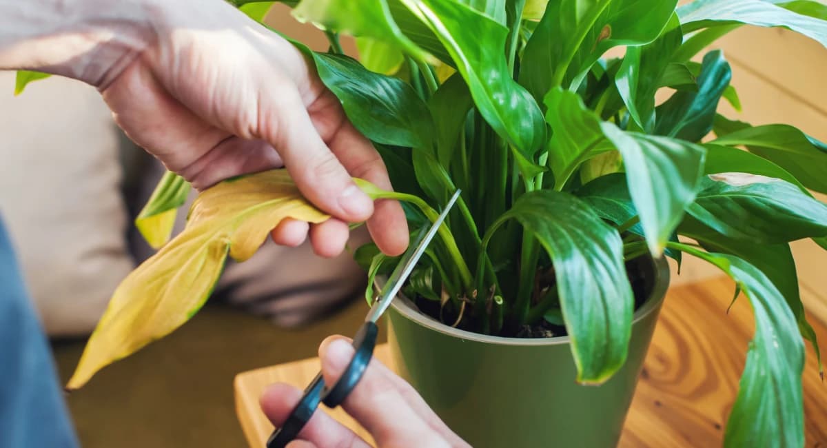 Grünpflege leicht gemacht – Wie Plantis Ihren Garten zum Blühen bringt