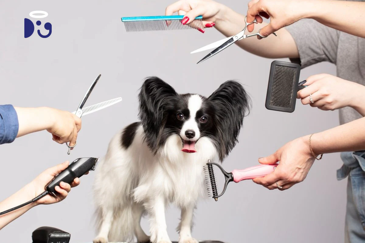 Hundesalon Berlin mit Einblick: Erlebe den GroomRoom live durch das transparente Schaufenster