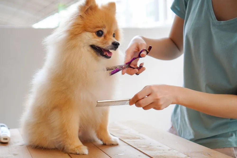 Hundesalon Berlin mit Einblick: Erlebe den GroomRoom live durch das transparente Schaufenster